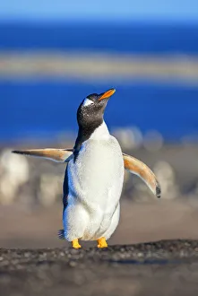 Gentoo penguin performing ballet dance, Sea Lion Island, Falkland Islands