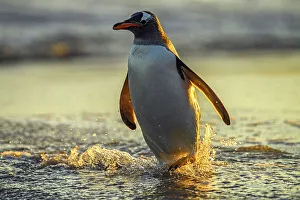 Sand Beach Prints: Gentoo penguin (Psygoscelis papua), Sea Lion Island, East Falkland, Falkland Islands