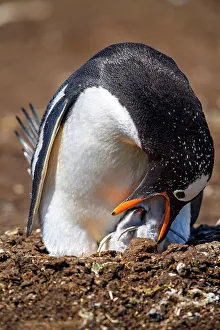 Breeding Colony Prints: Gentoo penguin (Psygoscelis papua), Volunteer Point, East Falkland, Falkland Islands