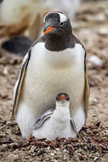 Breeding Colony Prints: Gentoo penguin (Psygoscelis papua), Saunders Island, West Falkland, Falkland Islands
