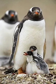Breeding Colony Prints: Gentoo penguin (Psygoscelis papua), Saunders Island, West Falkland, Falkland Islands
