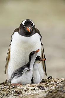 Breeding Colony Prints: Gentoo penguin (Psygoscelis papua), Saunders Island, West Falkland, Falkland Islands