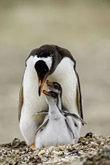 Breeding Colony Prints: Gentoo penguin (Psygoscelis papua), Saunders Island, West Falkland, Falkland Islands