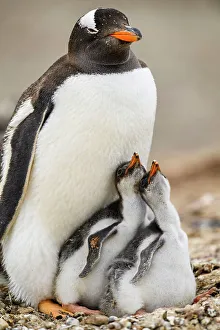 Breeding Colony Prints: Gentoo penguin (Psygoscelis papua), Saunders Island, West Falkland, Falkland Islands