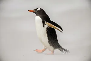 Sand Beach Prints: Gentoo penguin (Psygoscelis papua), Saunders Island, West Falkland, Falkland Islands