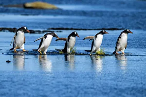 Breeding Colony Prints: Gentoo penguin (Psygoscelis papua), Sea Lion Island, East Falkland, Falkland Islands