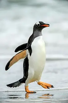 Sand Beach Prints: Gentoo penguin (Psygoscelis papua) Emerging from surf to return to colony