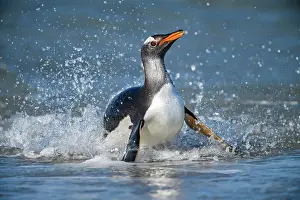 Breeding Colonies Prints: Gentoo penguin (Psygoscelis papua) Emerging from surf to return to colony