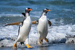 Breeding Colonies Prints: Gentoo penguin (Psygoscelis papua) Emerging from surf to return to colony