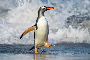 Sand Beach Prints: Gentoo penguin (Psygoscelis papua) Emerging from surf to return to colony