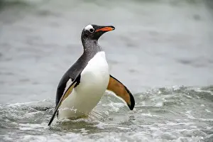 Breeding Colony Prints: Gentoo penguin (Psygoscelis papua) Emerging from surf to return to colony