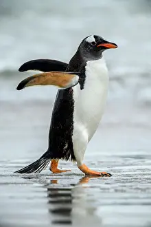 Sand Beach Prints: Gentoo penguin (Psygoscelis papua) Emerging from surf to return to colony