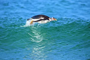 Breeding Colony Prints: Gentoo penguin (Psygoscelis papua) Swimming in to shore