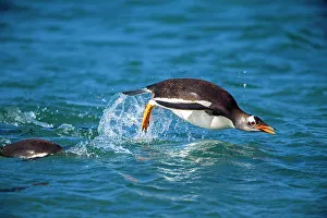 Breeding Colony Prints: Gentoo penguin (Psygoscelis papua) Swimming in to shore