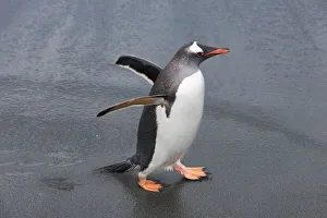 Water Bird Prints: Gentoo penguin - South Georgia, Cooper Bay