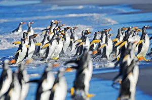 Gentoos Prints: Gentoo Penguins coming out of the ocean, Sea Lion Island, Falkland Islands