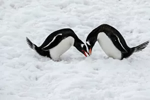 Gentoo penguins performing mating ritual, Paradise Harbour, Antarctica