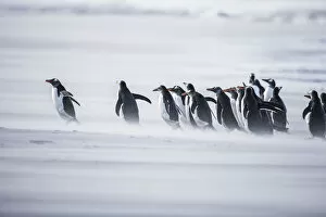 Images Dated 18th December 2020: Gentoo Penguins (Pygocelis papua papua), Sea Lion Island, Falkland Islands