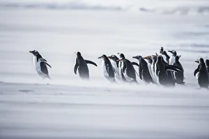 Images Dated 18th December 2020: Gentoo Penguins (Pygocelis papua papua), Sea Lion Island, Falkland Islands