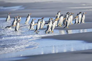 Gentoo Penguins (Pygocelis papua papua), Sea Lion Island, Falkland Islands