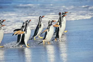 Images Dated 18th December 2020: Gentoo Penguins (Pygocelis papua papua), Sea Lion Island, Falkland Islands