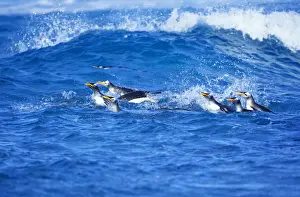 Gentoo Penguins (Pygocelis papua papua) swimming together, Falkland Islands