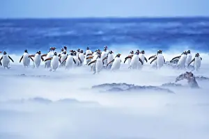 Sandstorm Prints: Gentoo Penguins (Pygocelis papua papua) walking through a sandstorm, Sea Lion Island