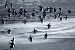 Gentoo Penguins walking through a sandstorm, Sea Lion Island, Falkland Islands