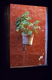 Geranium Prints: Detail of a geranium pot through a window