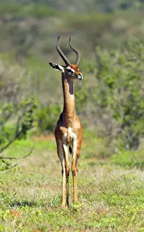 Ecosystem Prints: Gerenuk (Litocranius walleri), Samburu National Reserve, Kenya