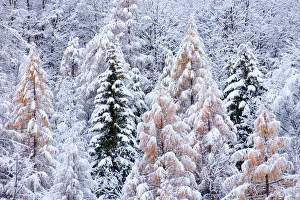 Firs Prints: Germanasca valley, Piedmont, Turin, Italy. Larch and fir trees in the snow