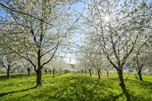 Images Dated 9th April 2017: Germany, Baden-Wurttemberg, Schliengen. Cherry blossoms in the Eggenertal valley