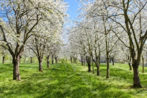 Germany, Baden-Wurttemberg, Schliengen. Cherry blossoms in the Eggenertal valley Germany, Baden-Wurttemberg, Schliengen. Cherry blossoms in the Eggenertal valley