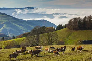 Images Dated 29th July 2015: Germany, Baden-Wurttemburg, Black Forest, Giesshubel, autumn mountain landscape with