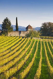 Vineyards Collection: Germany, Baden-Wurttemburg, Burkheim, Kaiserstuhl Area, vineyards elevated village view