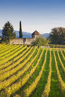 Images Dated 29th July 2015: Germany, Baden-Wurttemburg, Burkheim, Kaiserstuhl Area, vineyards elevated village view