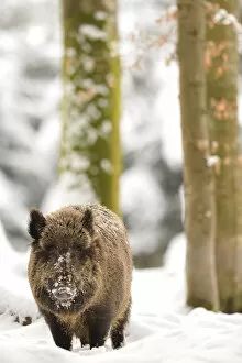 Images Dated 28th May 2014: Germany, Bavaria, The Boar advances in the woods after a snowfall