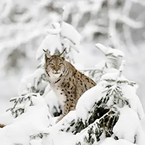 Cold Prints: Germany, Bavaria, Linci, Lynx in the forest under an intense snowfall