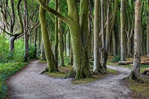 Paths Prints: Germany, Mecklenburg Western Pomerania, near Nienhagen village, forest