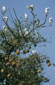 Ghana, Brong Ahafo Region, Techiman