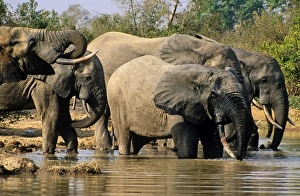 Northern Region Gallery: Ghana, Northern region, Mole National Park