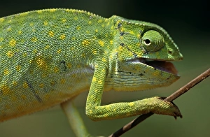 Lizard Prints: Ghana, Northern Region, Wa