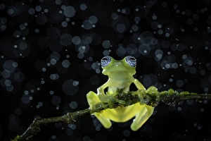 Rain Prints: Ghost glass frog (Centrolenella ilex), Lowland rainforest, Costa Rica