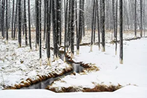 Carvings Prints: Ghost trees near Fountain flats in winter, Yellowstone National Park, Wyoming, USA