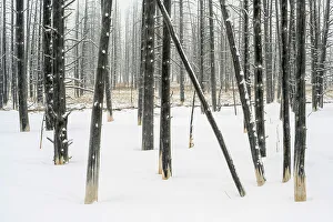 Cars Prints: Ghost trees near Fountain flats in winter, Yellowstone National Park, Wyoming, USA