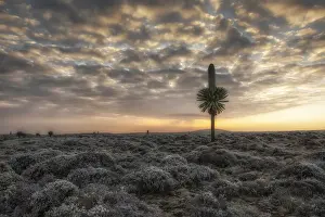 African Alps Prints: Gian lobelia in Sanetti plateau, Bale mountains national park, Ethiopia