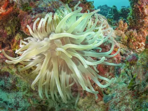 Andrew Mclachlan Prints: Giant Anemome (Condylactis gigantea), Grand Cayman, Cayman Islands, British West Indies