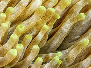 Bahamas Prints: Giant Anemone (Condylactis gigantea), Grand Cayman, Cayman Islands, British West Indies