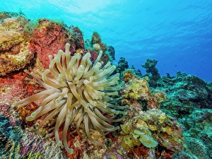 Invertebrate Prints: Giant Anemone (Condylactis gigantea), Grand Cayman, Cayman Islands, British West Indies