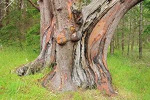 Giant Arbutus tree Helliwell Provincial Park, British Columbia, Canada
